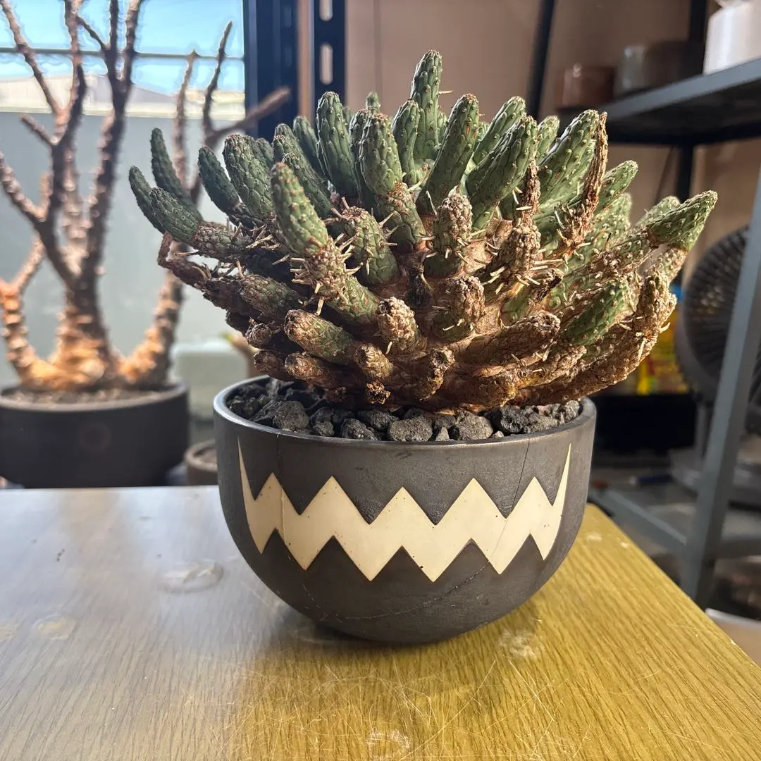 2026年最新】ユーフォルビアフスカの人気アイテム - メルカリ