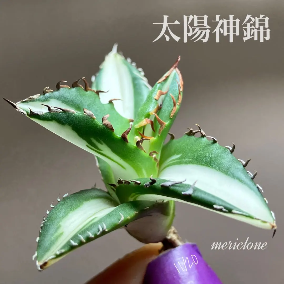 2026年最新】黒刺厳龍の人気アイテム - メルカリ