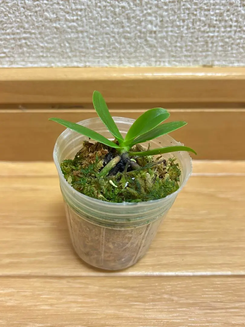 2026年最新】ナゴラン 名護蘭の人気アイテム - メルカリ