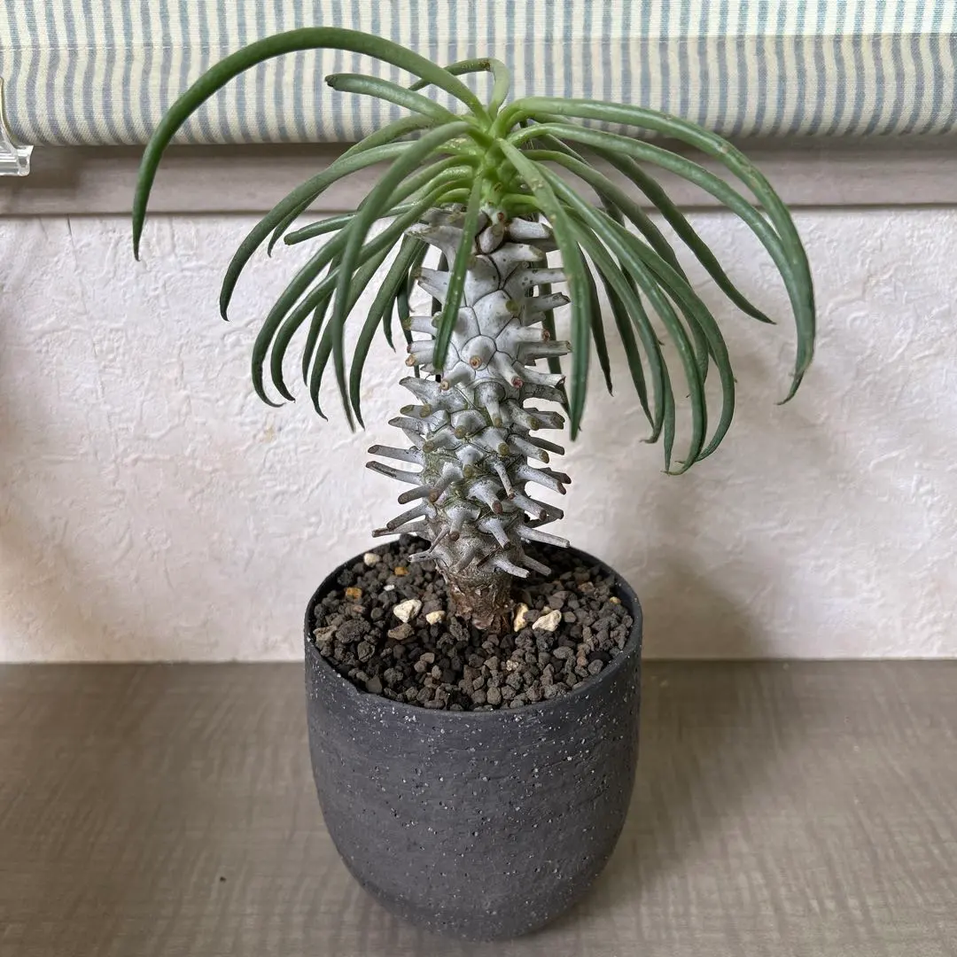 2026年最新】チレコドン ワリチーの人気アイテム - メルカリ