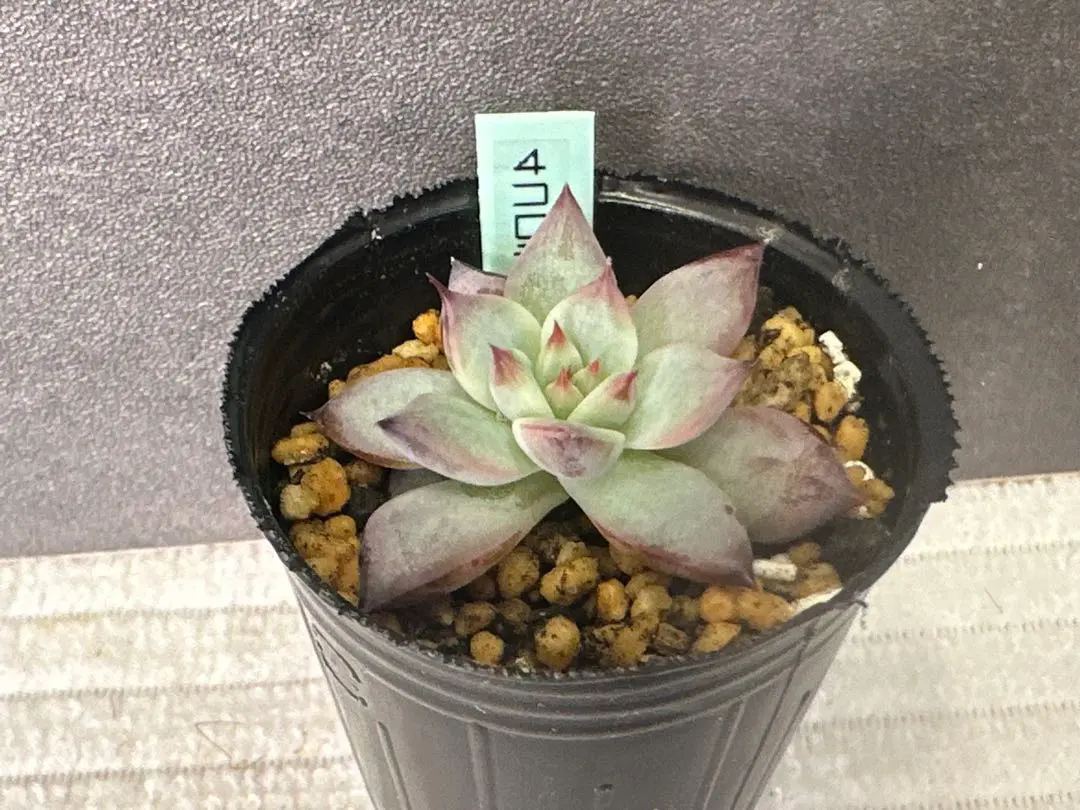 2026年最新】コロラータ 錦玉園の人気アイテム - メルカリ