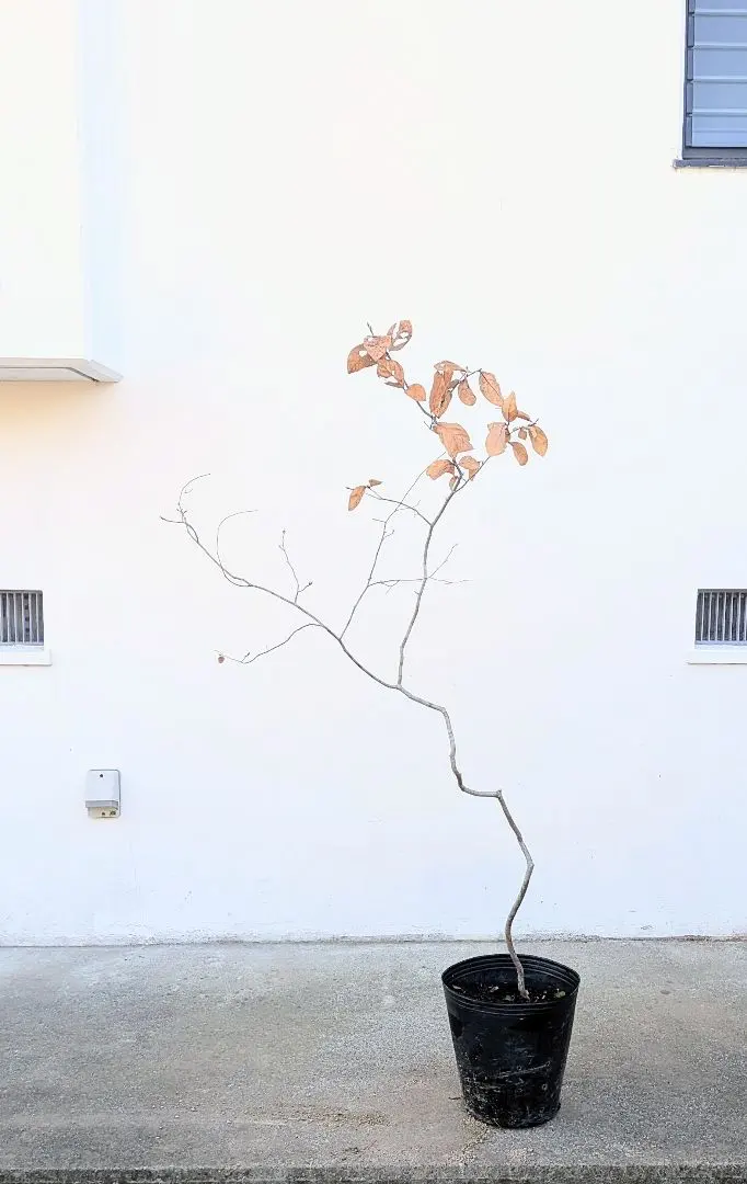 2026年最新】山採り ヤマコウバシの人気アイテム - メルカリ