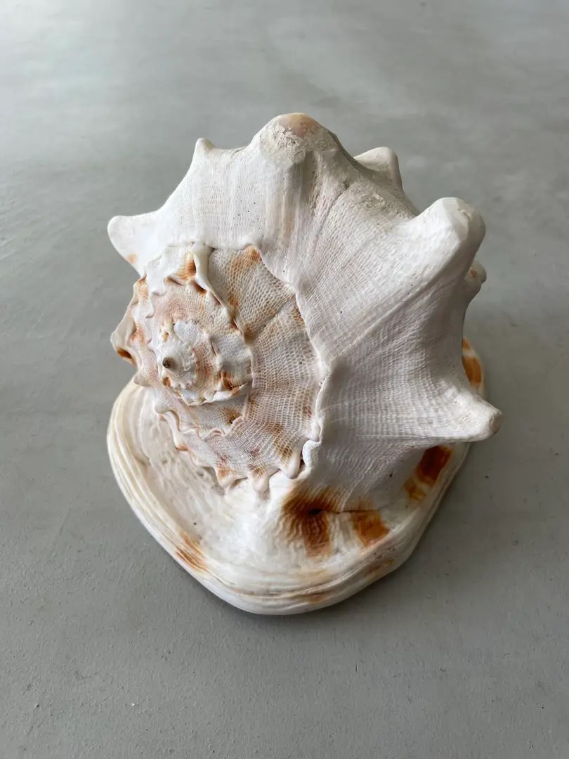 2026年最新】トウカムリ貝の人気アイテム - メルカリ