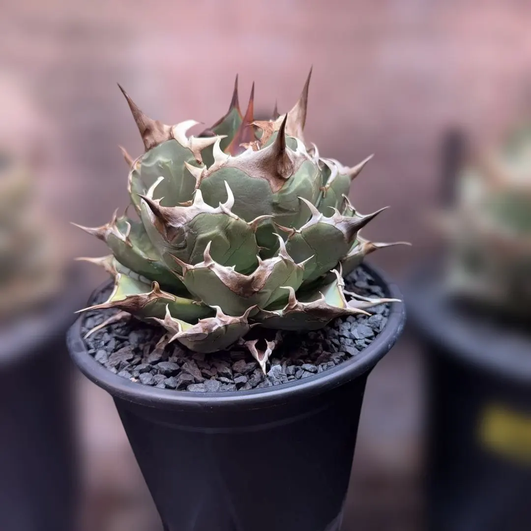 2026年最新】オアハカオテロイの人気アイテム - メルカリ