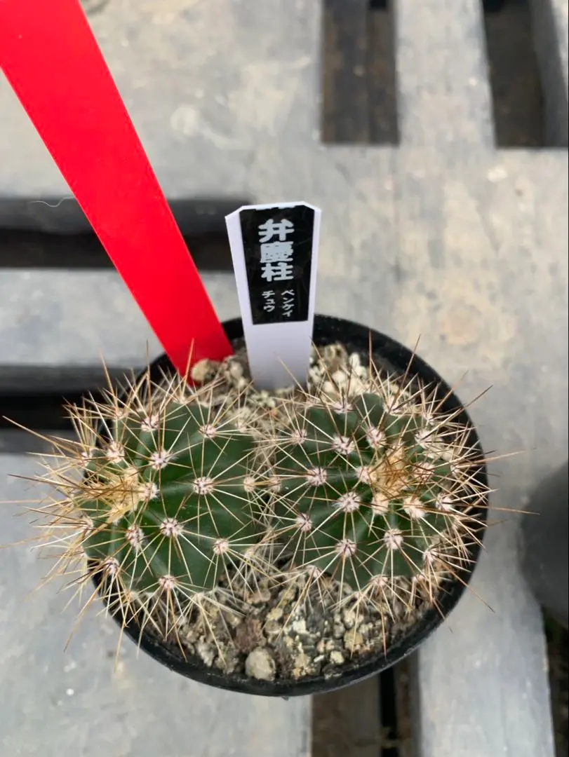 2026年最新】弁慶柱の人気アイテム - メルカリ