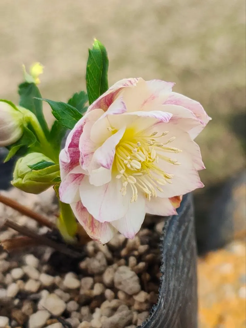 2026年最新】プリマベーラホワイトゴールドの人気アイテム - メルカリ