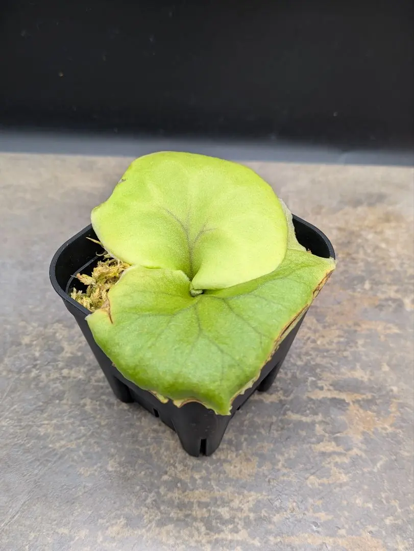 2026年最新】リドレイ pakarangの人気アイテム - メルカリ