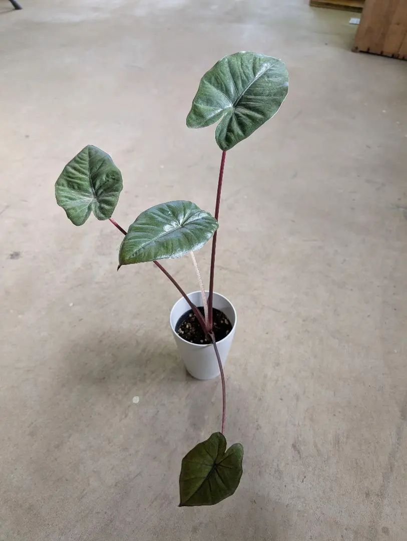 2026年最新】ユカタンプリンセスの人気アイテム - メルカリ