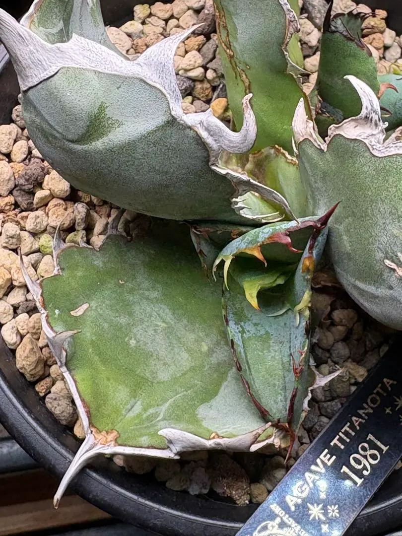 2026年最新】1981 アガベの人気アイテム - メルカリ