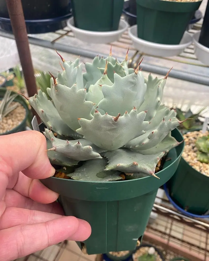 2026年最新】イシスメンシス インランドフォームの人気アイテム - メルカリ