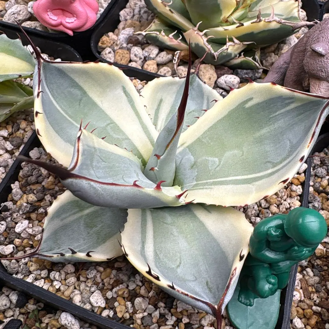 2026年最新】アガベ パリー トランカータ オリザバの人気アイテム