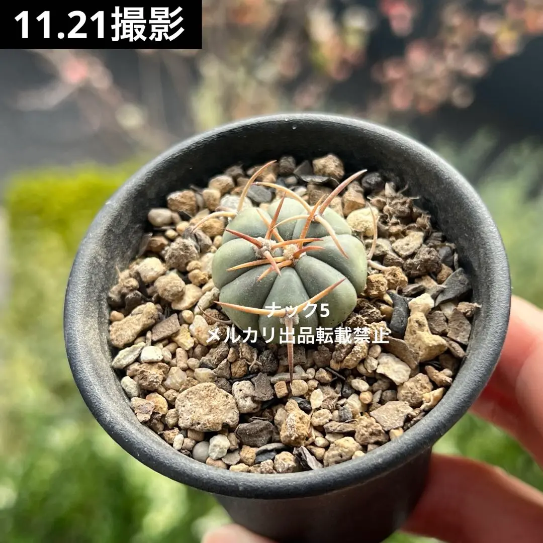 2026年最新】エキノカクタス 尖紅丸の人気アイテム - メルカリ