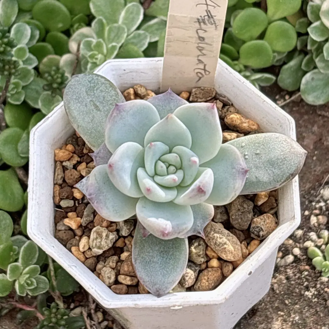 2026年最新】サボテン相談室 コロラータの人気アイテム - メルカリ