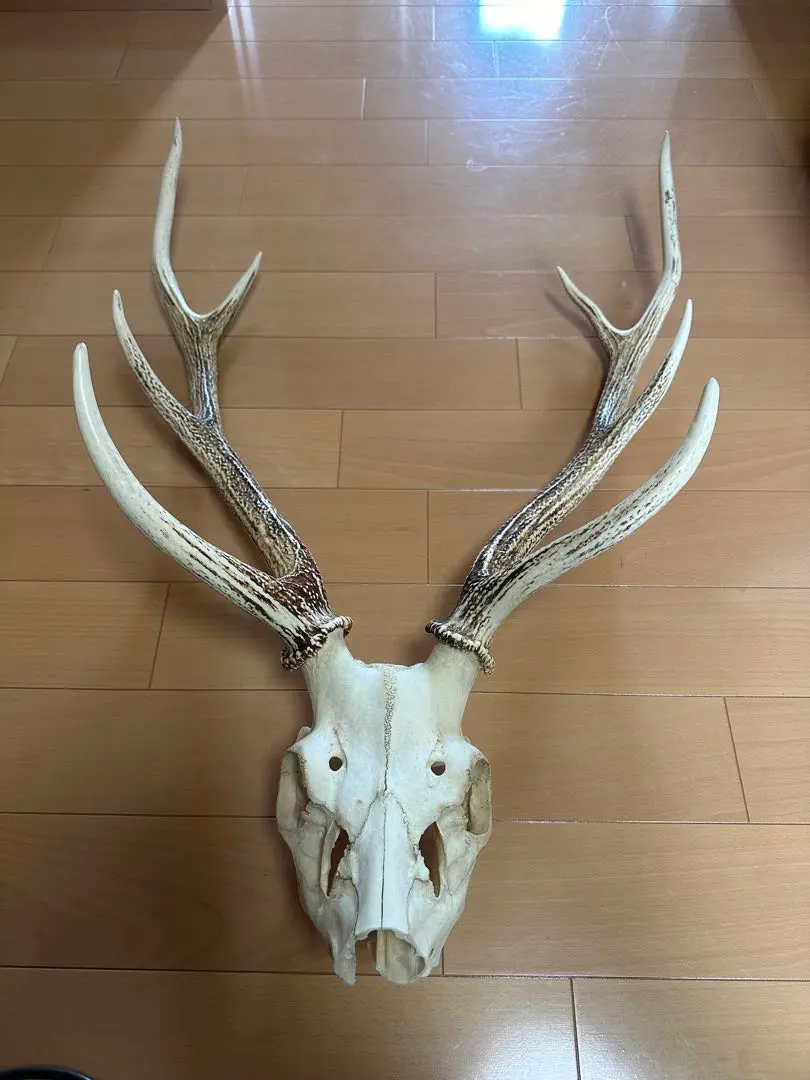 2026年最新】鹿のツノ 頭蓋の人気アイテム - メルカリ