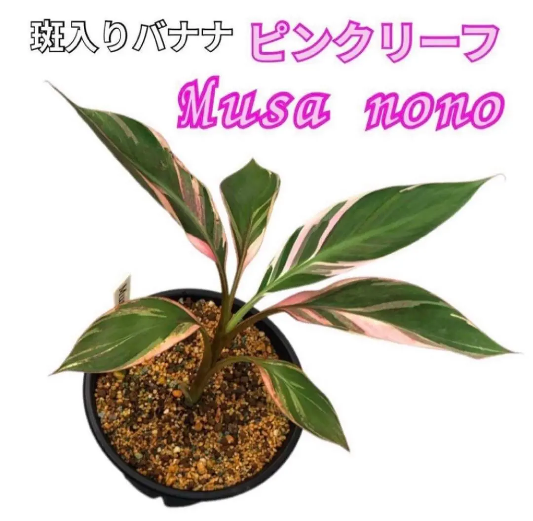 2026年最新】ムサノノピンクバナナの人気アイテム - メルカリ