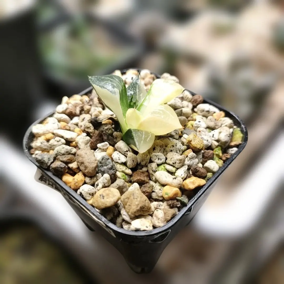 2026年最新】ハオルチア ハオルチア 酒呑童子の人気アイテム - メルカリ