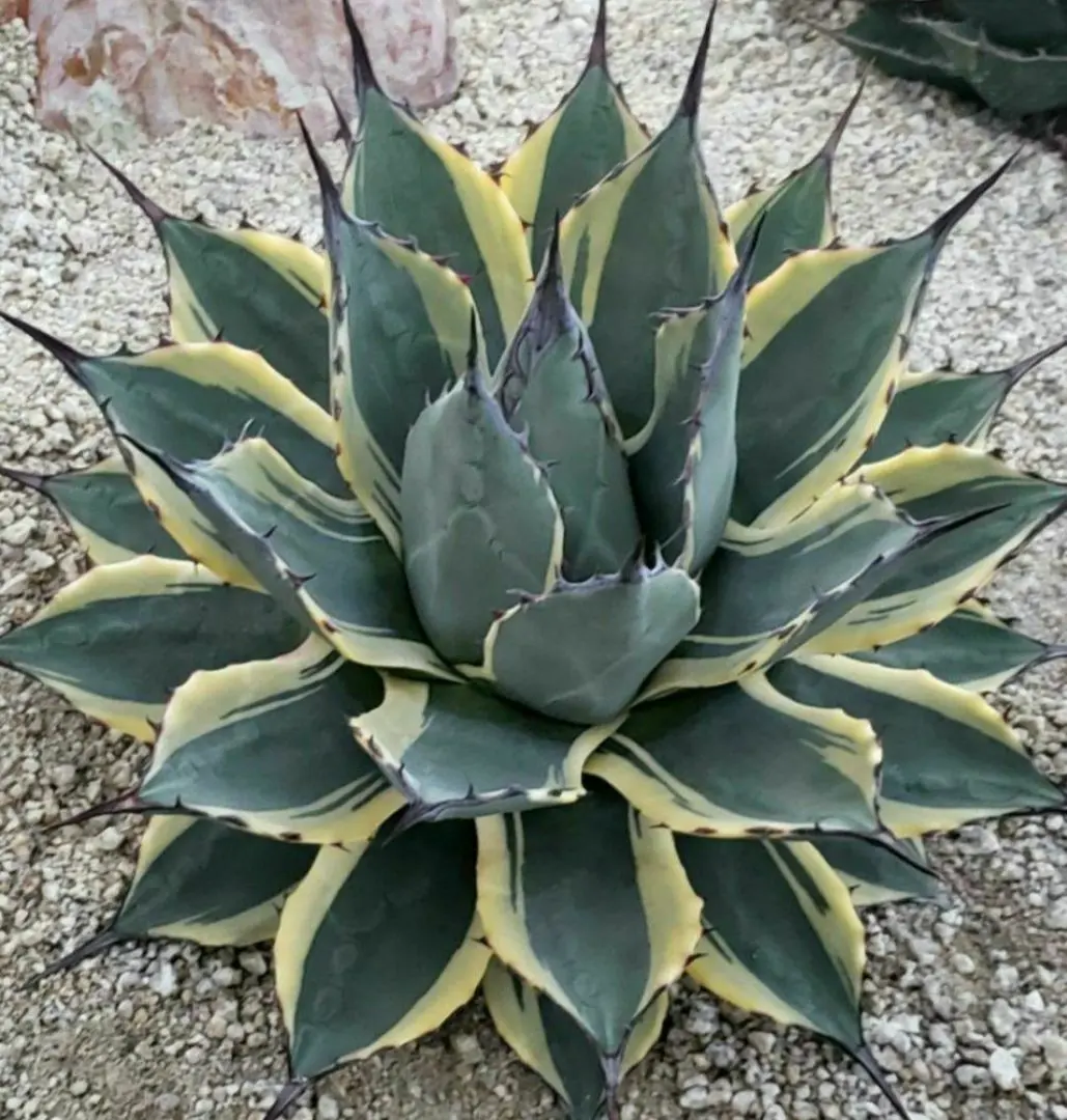 2026年最新】アプラナータの人気アイテム - メルカリ