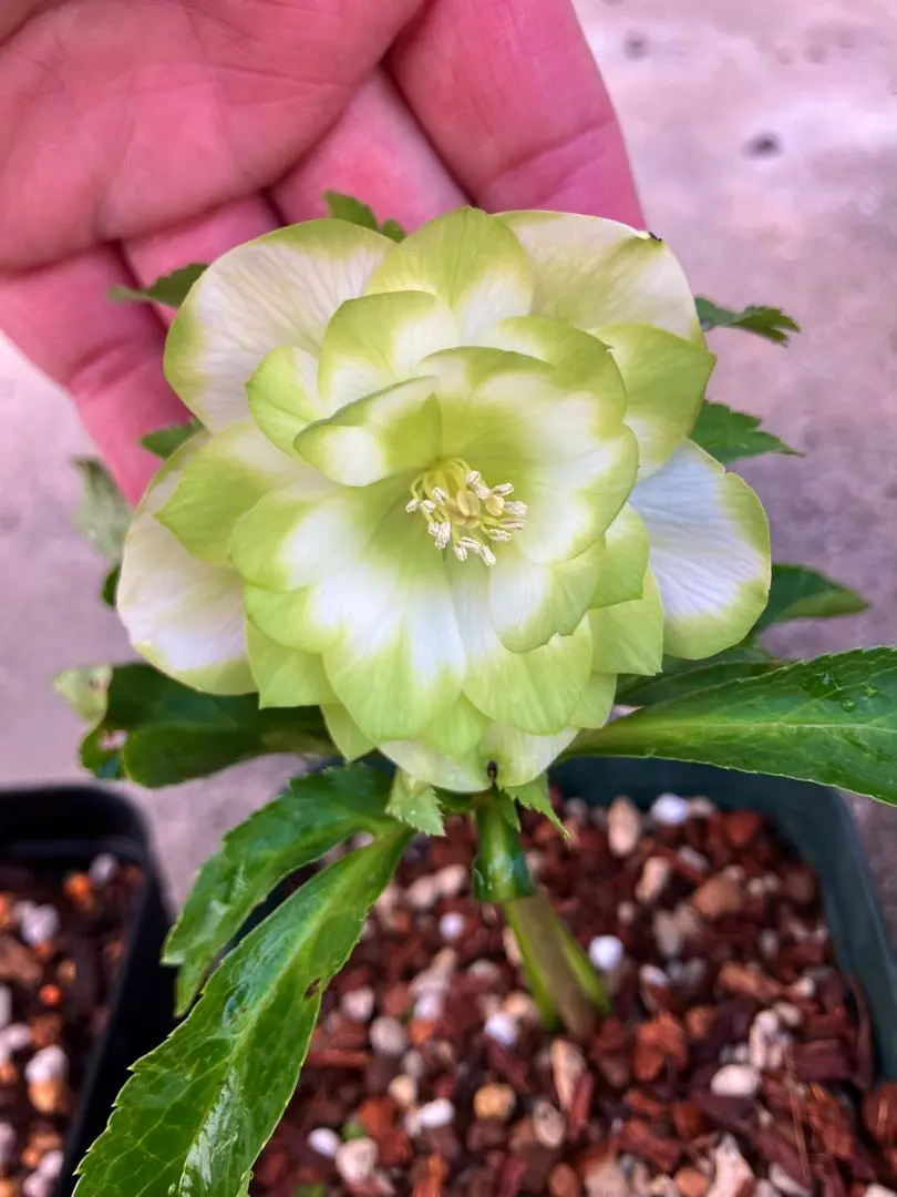 2026年最新】クリスマスローズ 利休の人気アイテム - メルカリ