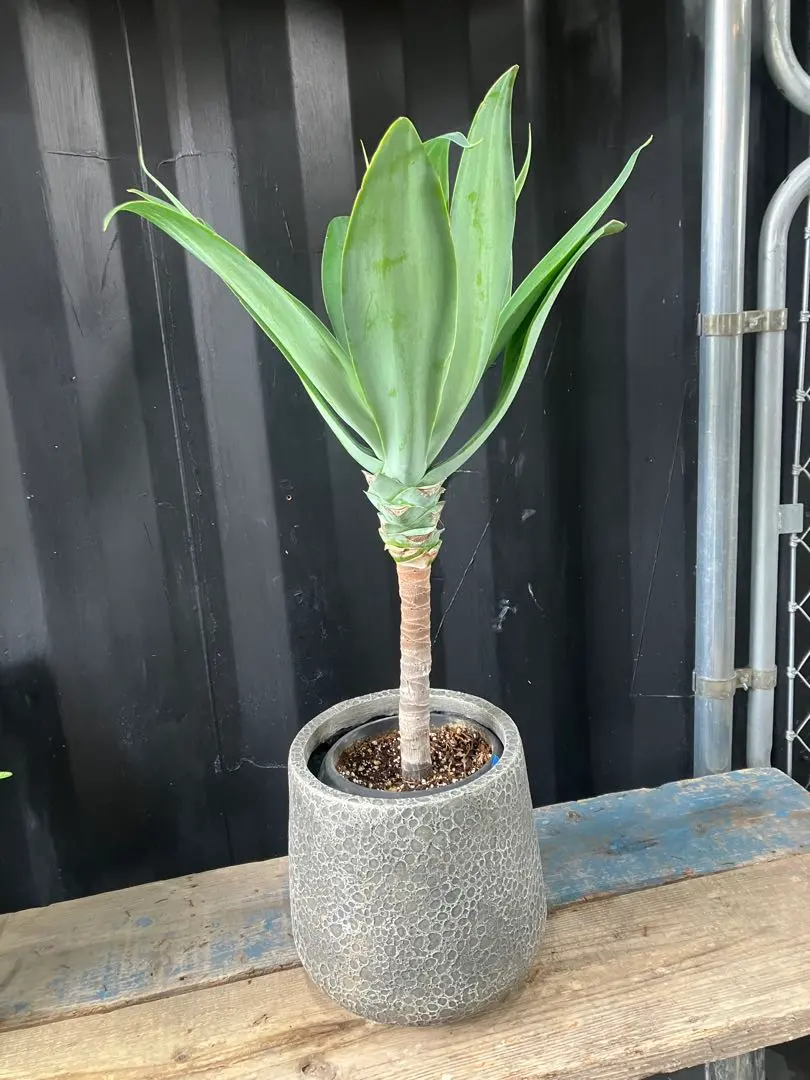 2026年最新】ボーチンブルーの人気アイテム - メルカリ