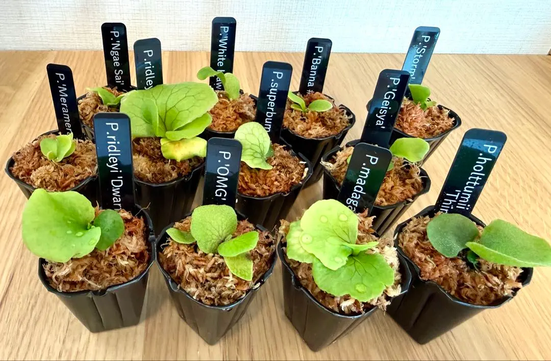 2026年最新】スパーバム ドワーフの人気アイテム - メルカリ