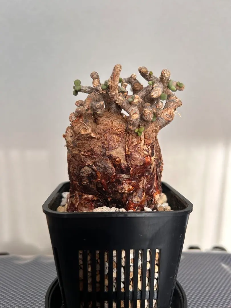 2026年最新】ピグマエア 現地球の人気アイテム - メルカリ