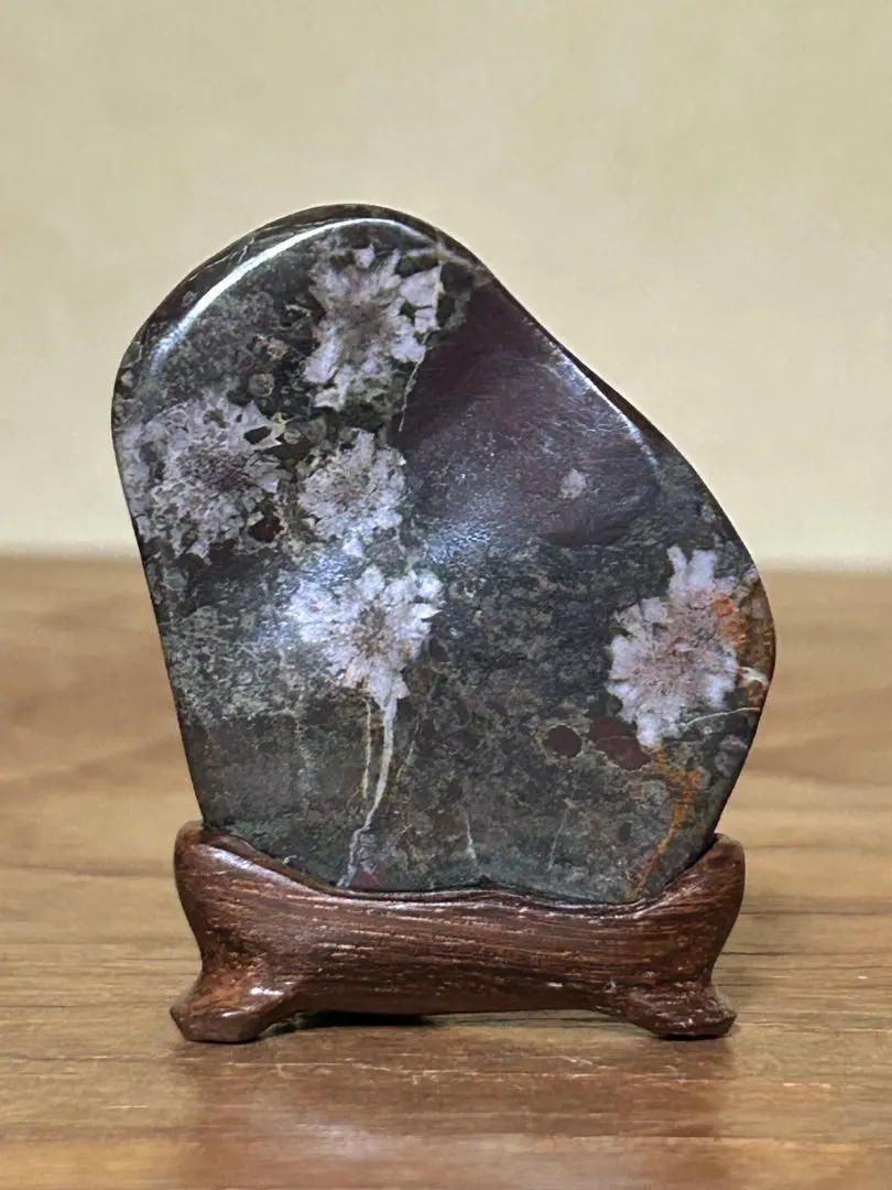 2026年最新】菊紋石の人気アイテム - メルカリ