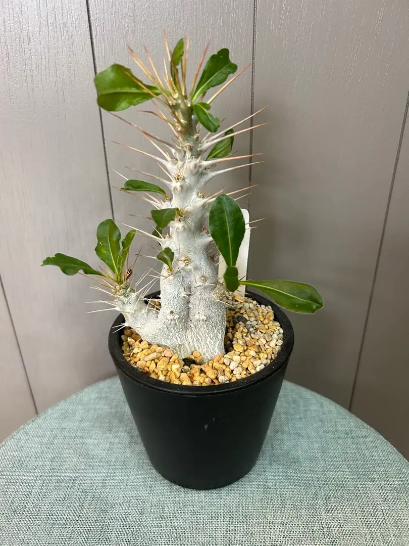 2026年最新】パキポディウム サンデルシー 白馬城の人気アイテム