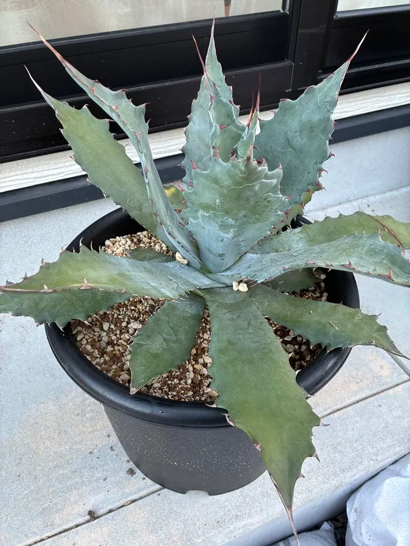 2026年最新】ワコマヒーの人気アイテム - メルカリ