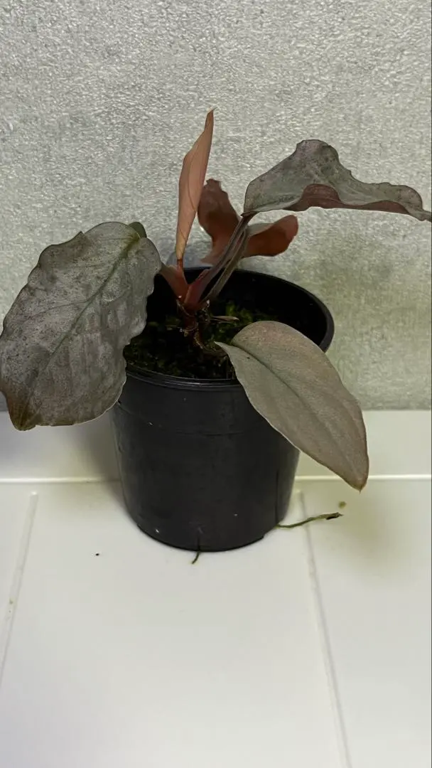 2026年最新】ホマロメナ 斑入りの人気アイテム - メルカリ