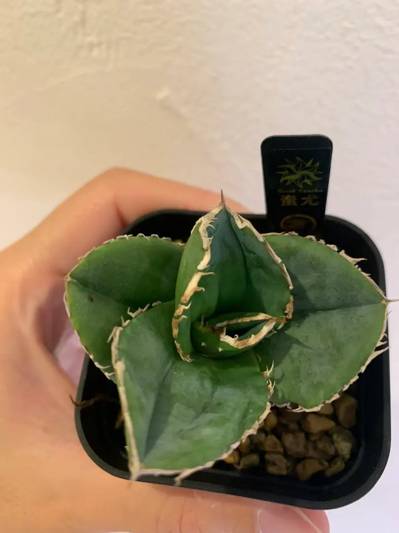 2026年最新】goodtanikuの人気アイテム - メルカリ