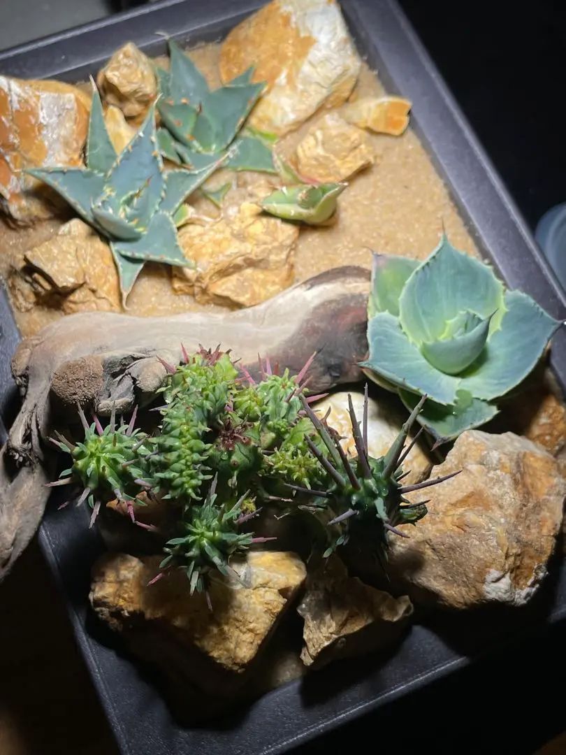 2026年最新】アガベ フェロックス錦の人気アイテム - メルカリ