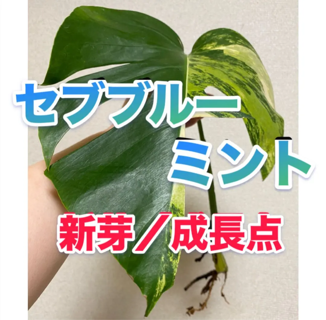 2026年最新】セブブルーミント モンステラの人気アイテム - メルカリ