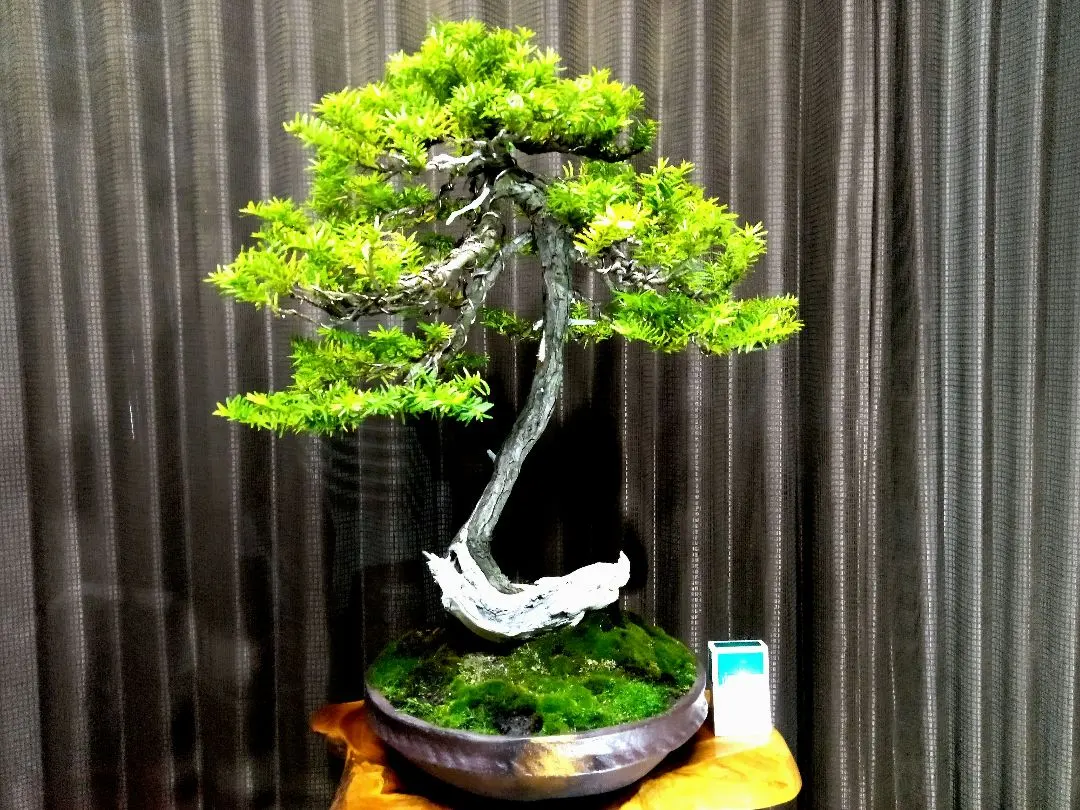 2026年最新】真柏 大品の人気アイテム - メルカリ