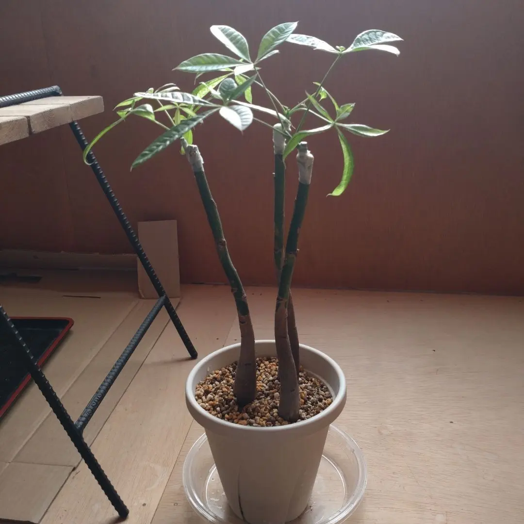 2026年最新】パキラ ミルキーウェイ 接木の人気アイテム - メルカリ