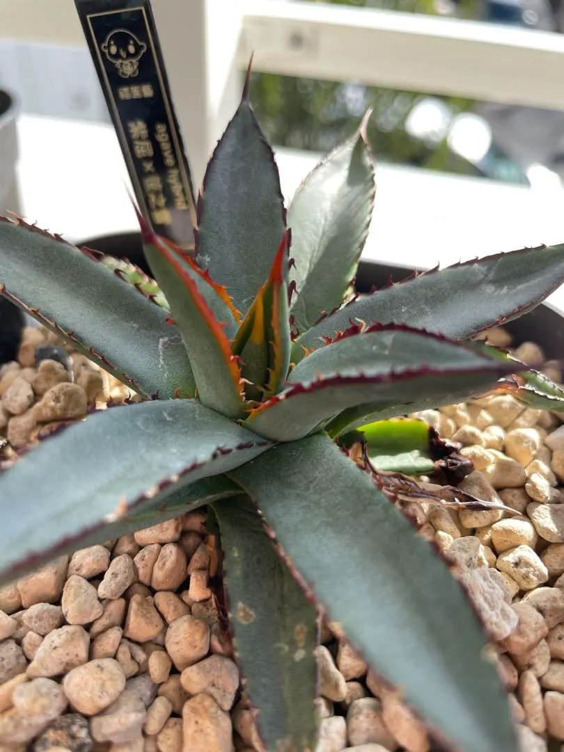 2026年最新】アガベ笹の雪 ハイブリッドの人気アイテム - メルカリ