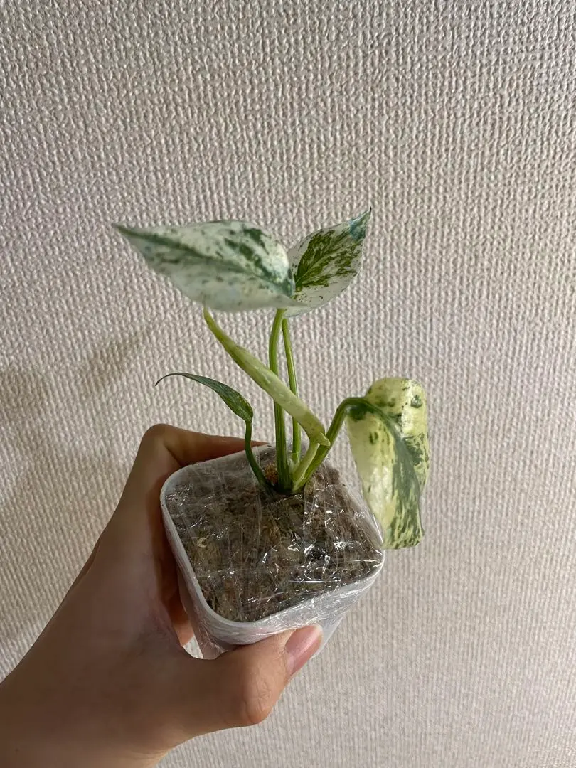 2026年最新】モンステラ デリシオーサ オーシャンミントの人気アイテム