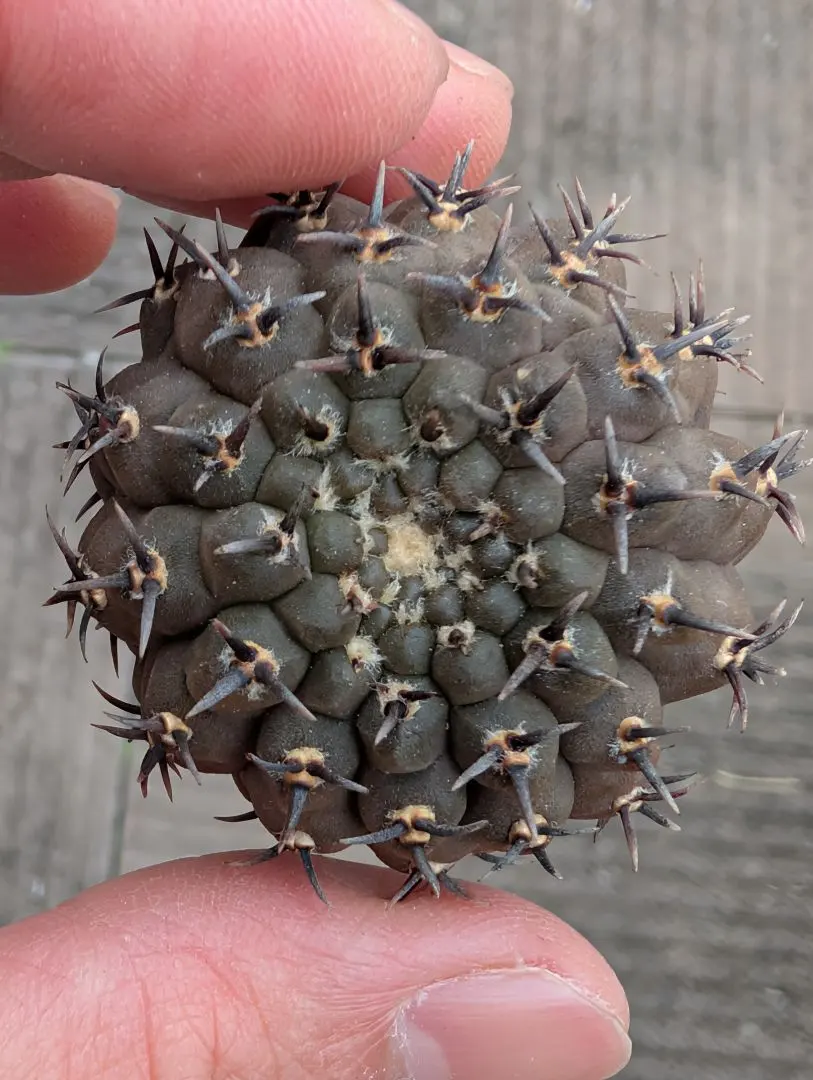 2026年最新】黒棘鳳頭の人気アイテム - メルカリ