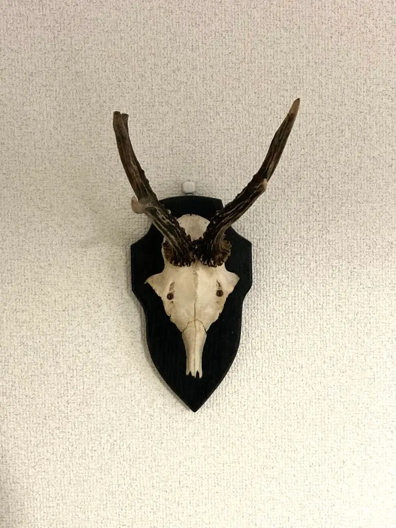 2026年最新】鹿 角 トロフィーの人気アイテム - メルカリ
