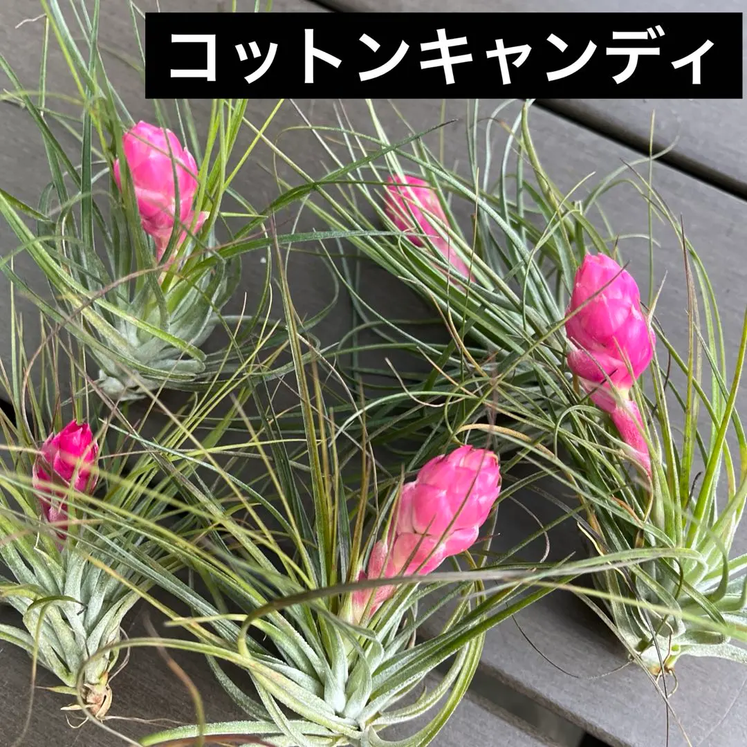 2026年最新】チランジア コットンキャンディの人気アイテム - メルカリ