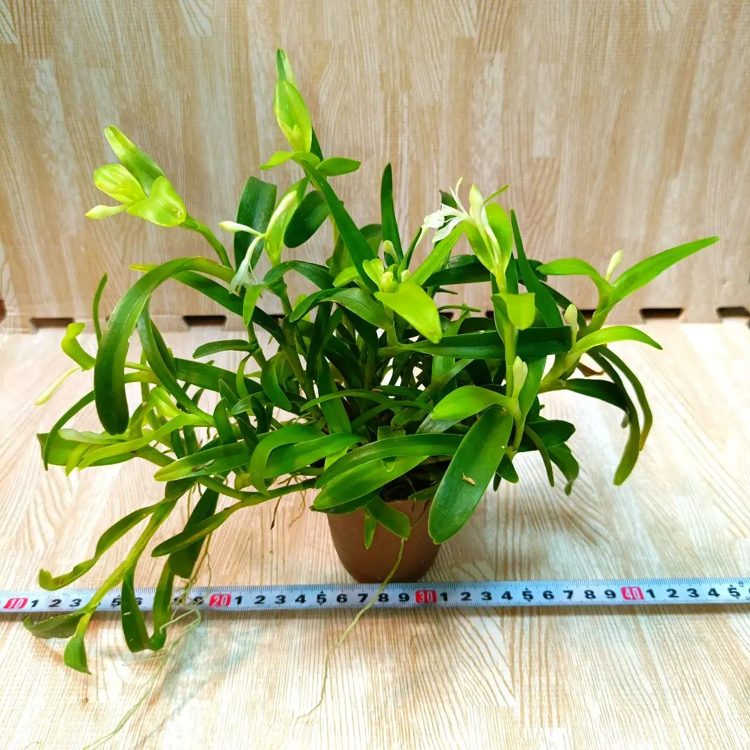 2026年最新】エピデンドラムの人気アイテム - メルカリ