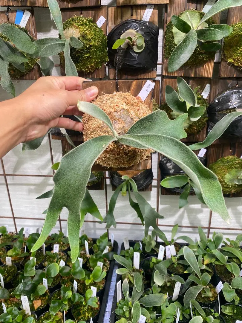 2026年最新】veitchii 2ndの人気アイテム - メルカリ