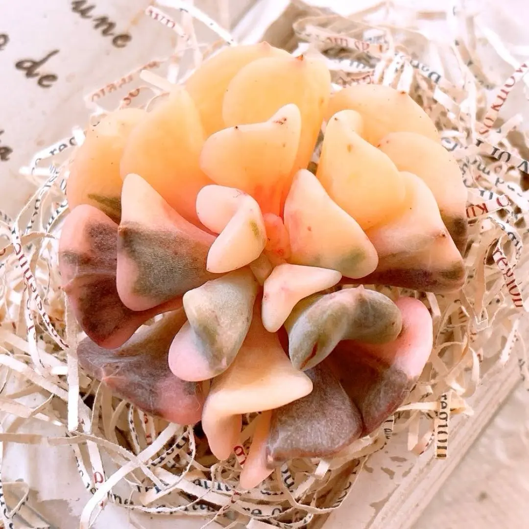 2026年最新】キュービックフロスティ錦の人気アイテム - メルカリ