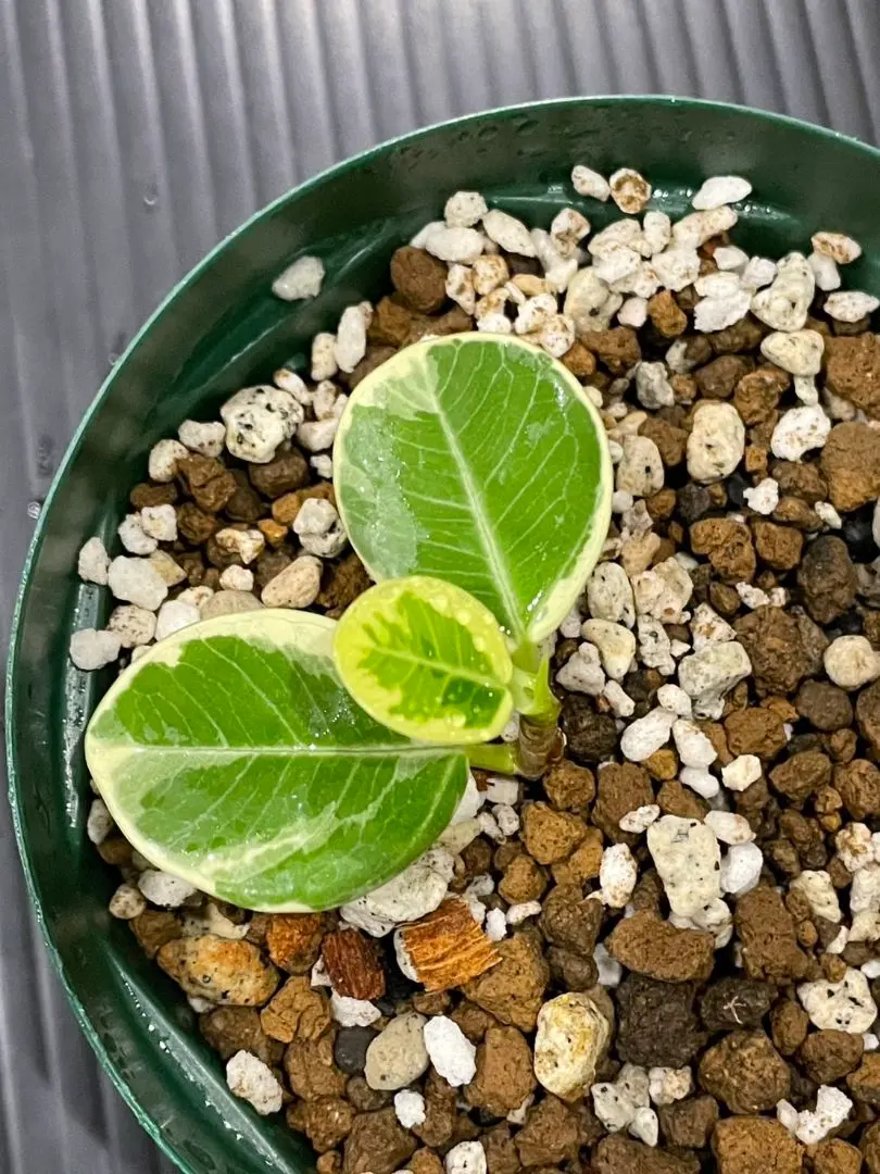 2026年最新】パンダガジュマル斑入りの人気アイテム - メルカリ