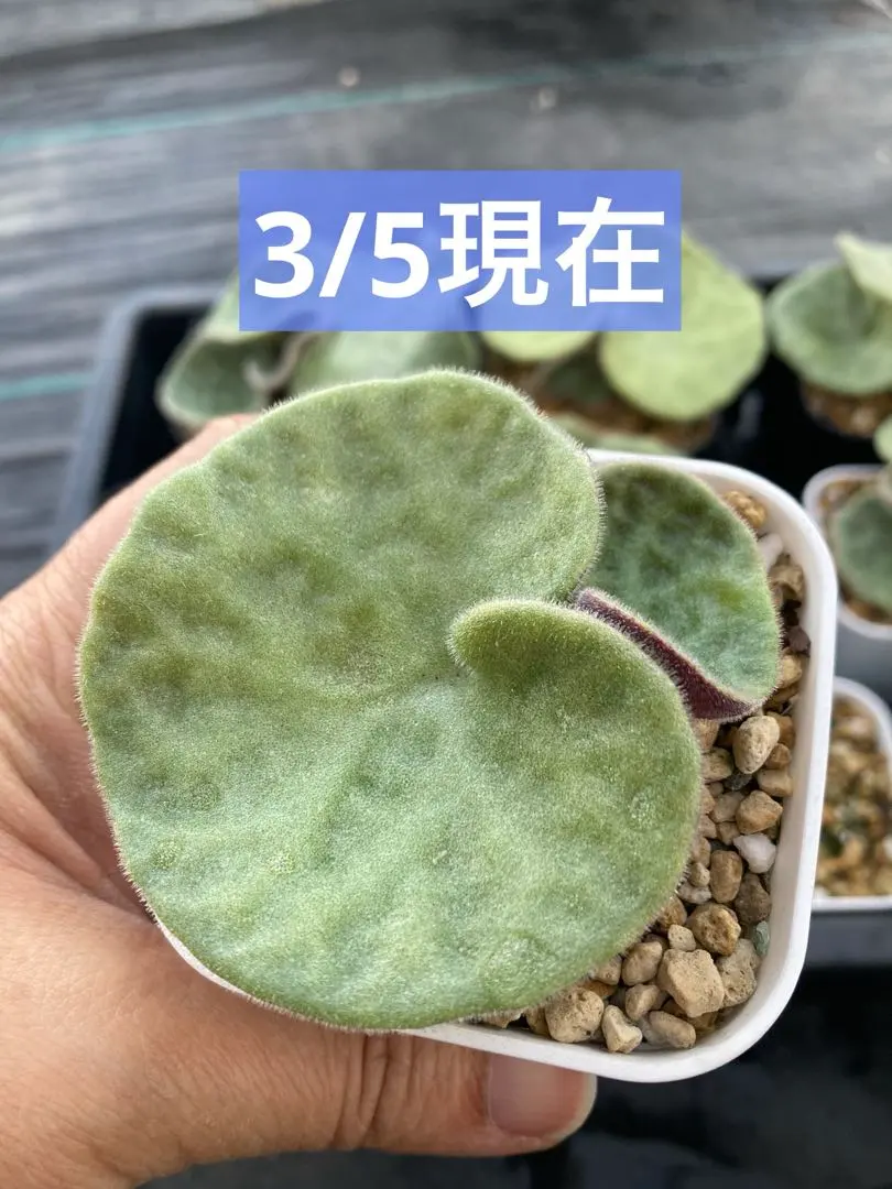 2026年最新】チレコドン シングラリスの人気アイテム - メルカリ