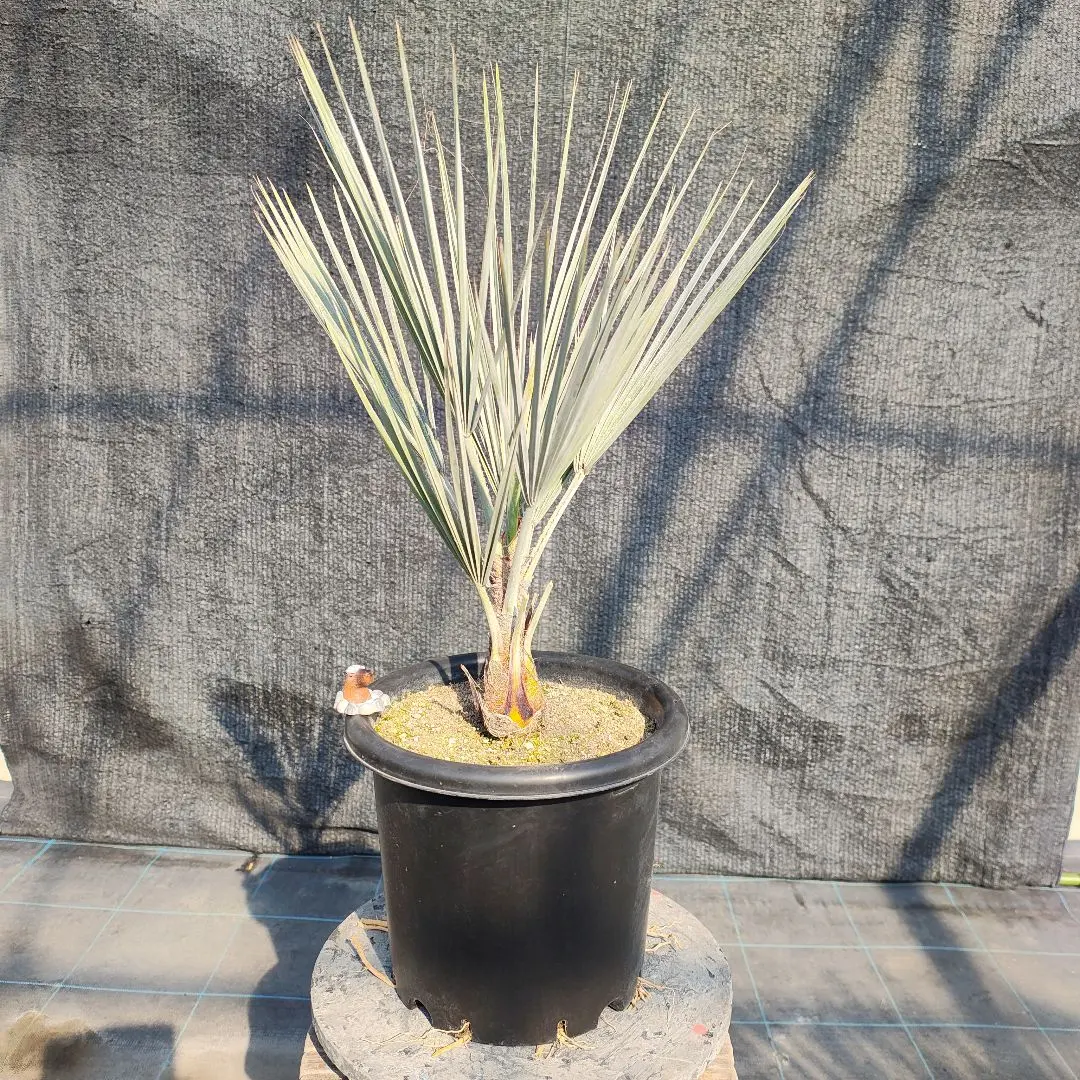 2026年最新】ブラヘア アルマータの人気アイテム - メルカリ