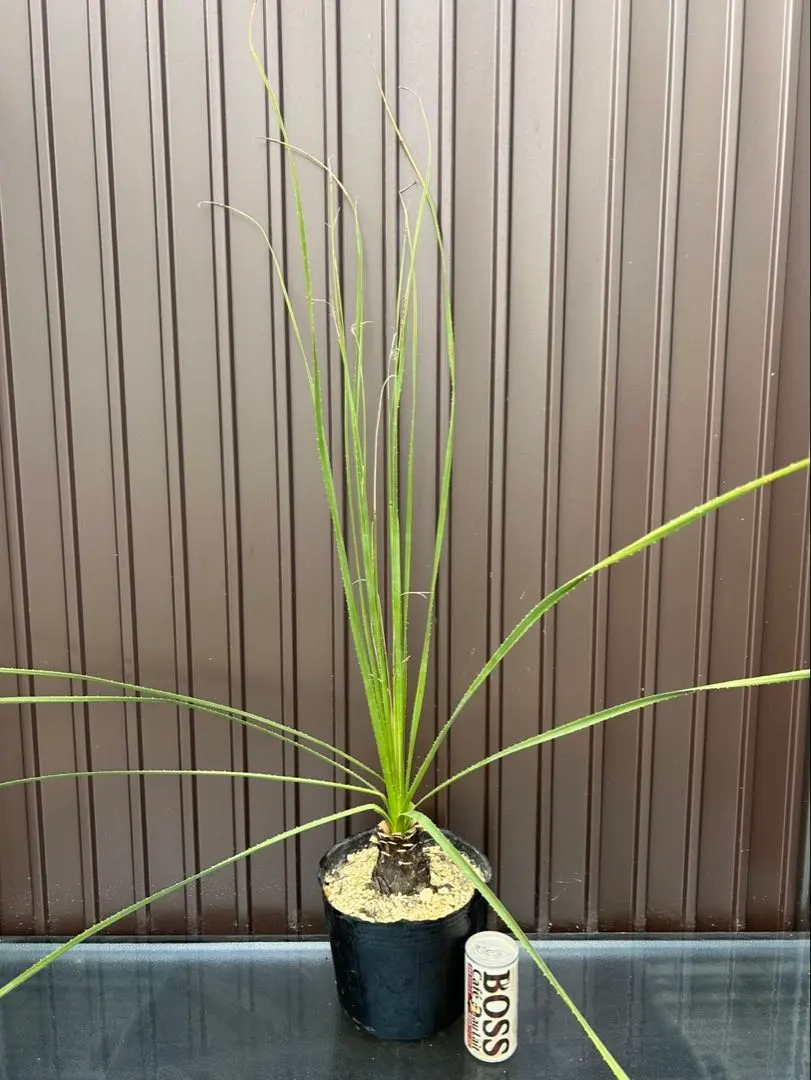 2026年最新】ダシリリオン ミキワネンシスの人気アイテム - メルカリ