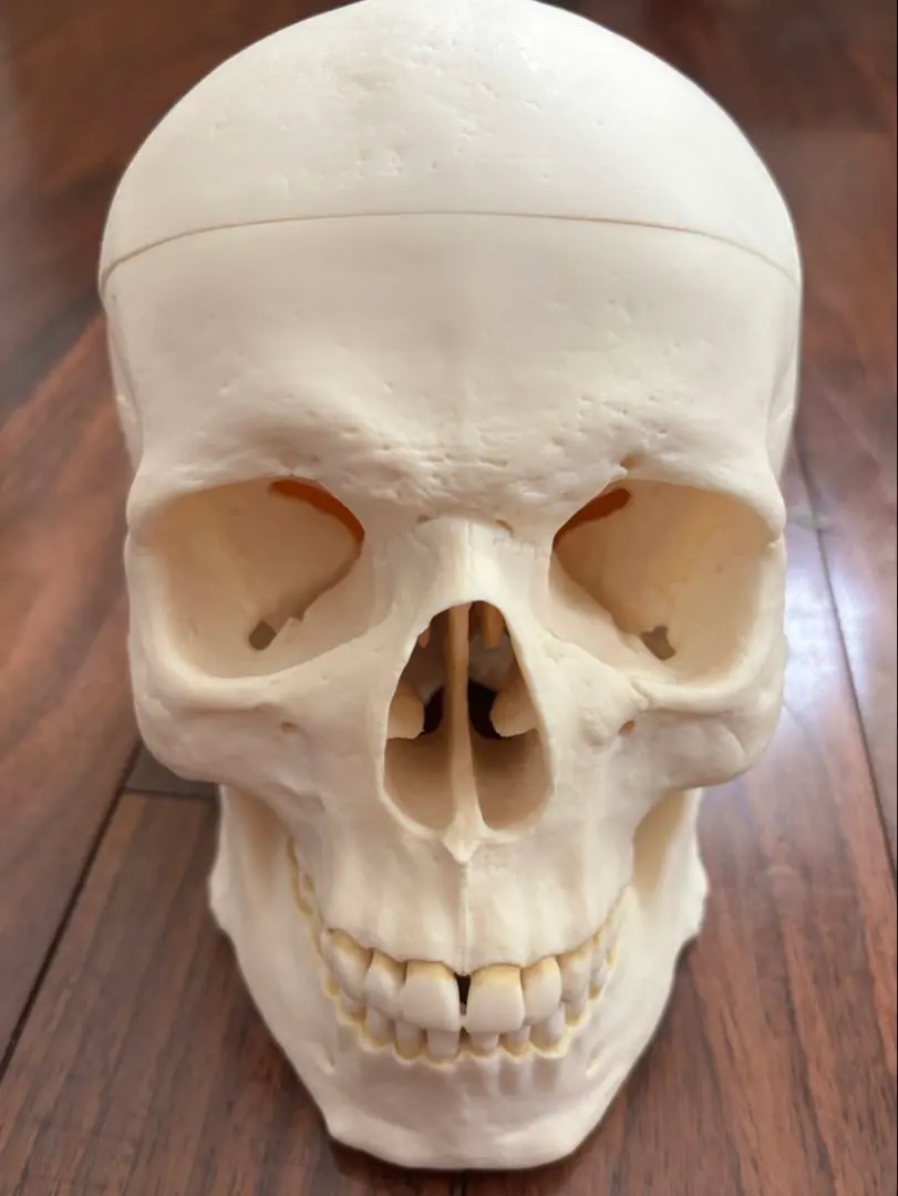 2026年最新】somso 模型の人気アイテム - メルカリ