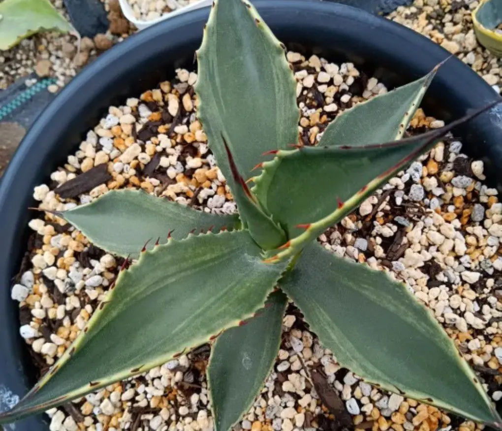 2026年最新】パラサナagaveの人気アイテム - メルカリ