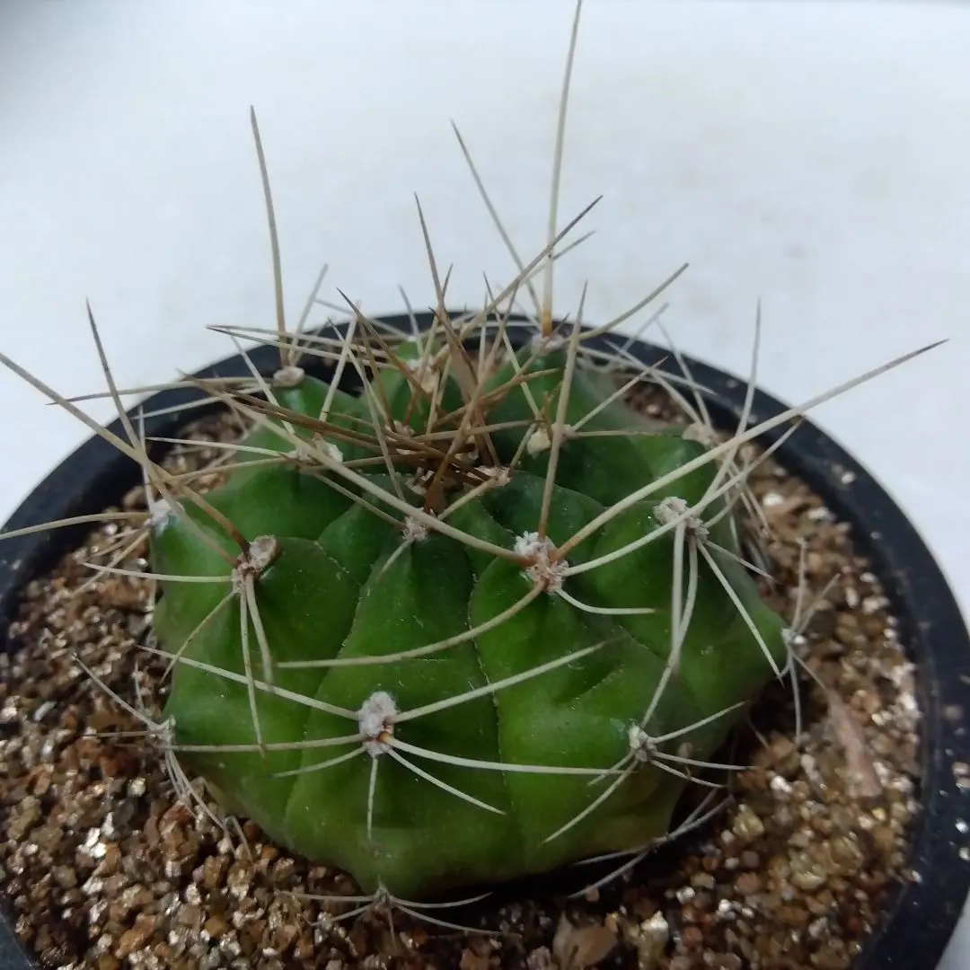 2026年最新】翠晃冠の人気アイテム - メルカリ