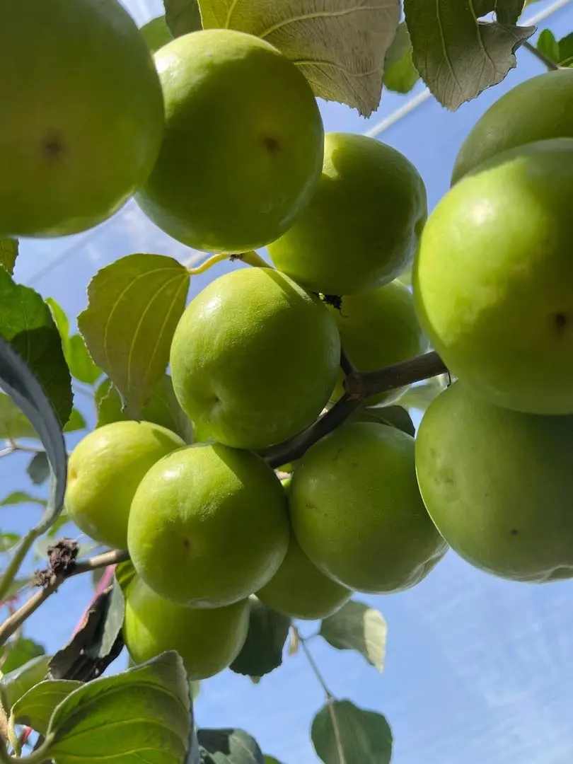 2026年最新】ナツメ苗木の人気アイテム - メルカリ